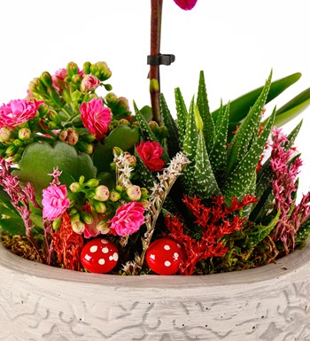 Beton Saksıda Orkide, Kalanchoe ve Haworthia Tasarım