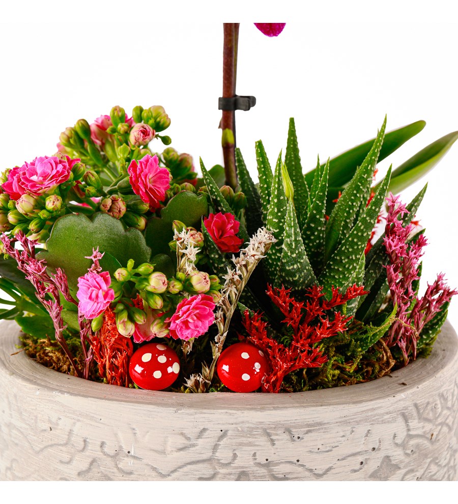 Beton Saksıda Orkide, Kalanchoe ve Haworthia Tasarım