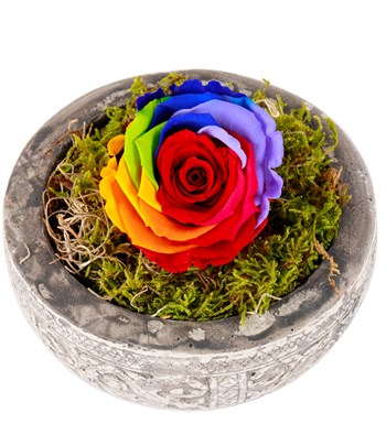 Kayıp Hazineler Serisi Solmayan Gül Dark Rainbow