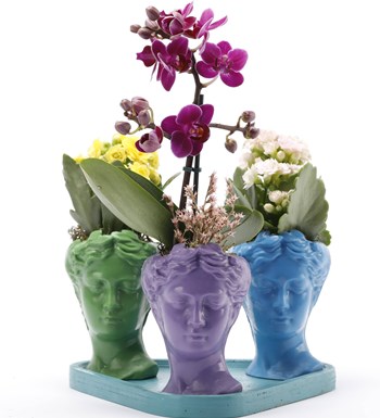 Trio Mini Helen Serisi Mini Orkide ve Kalanchoe Tasarım - Turkuaz Kaide