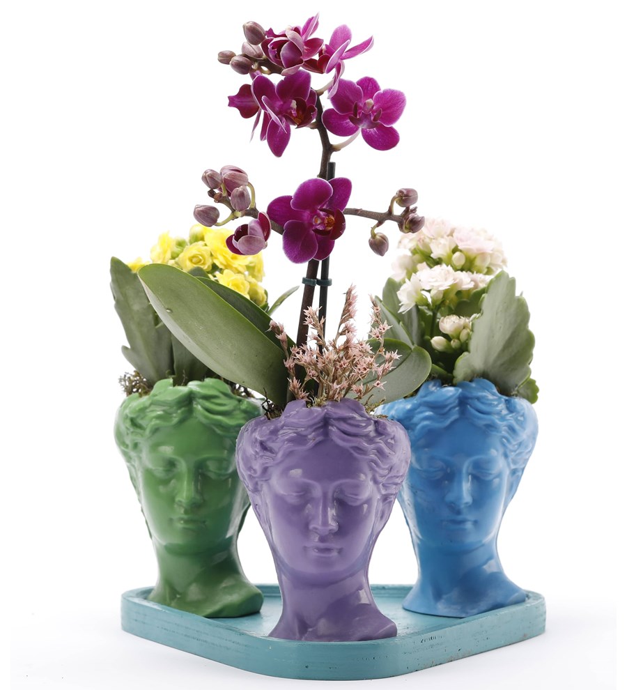 Trio Mini Helen Serisi Mini Orkide ve Kalanchoe Tasarım - Turkuaz Kaide