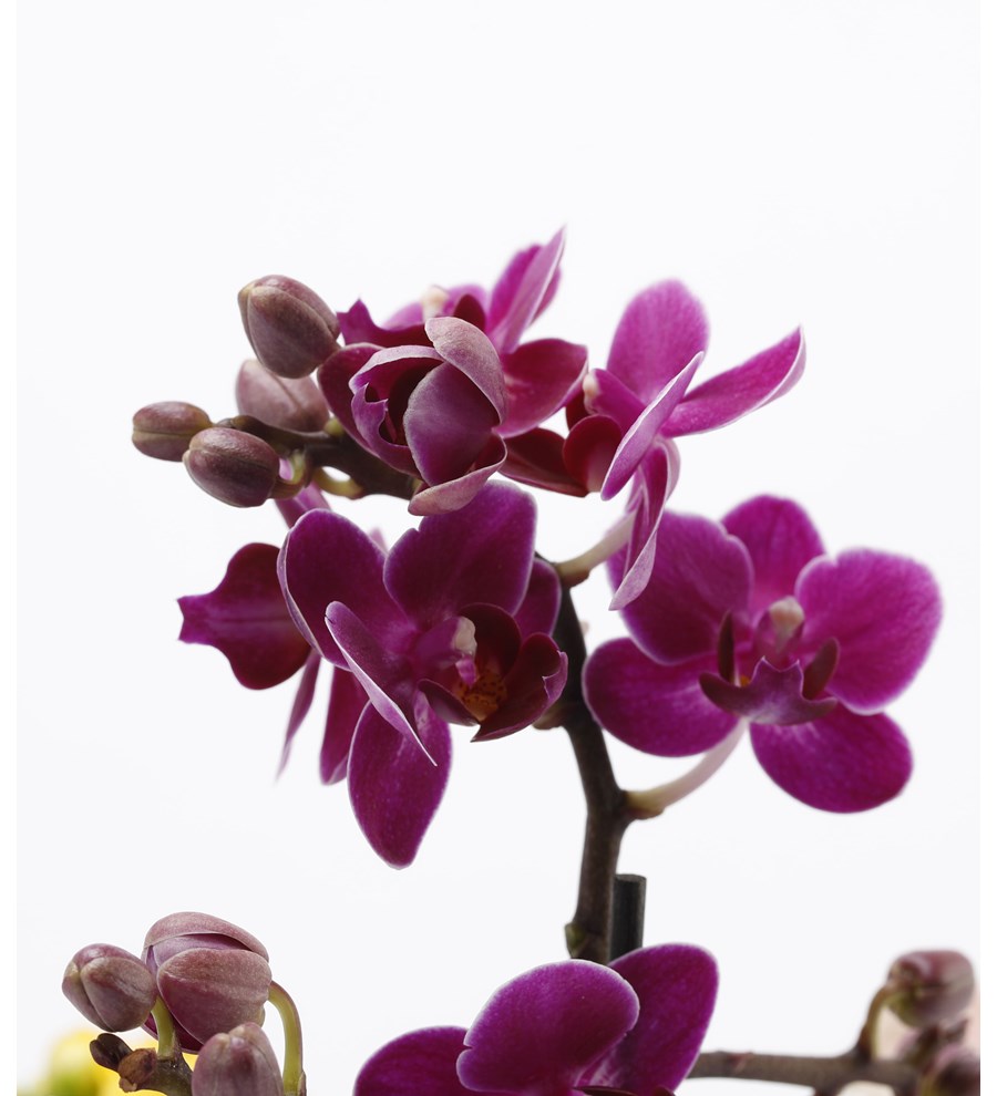 Trio Mini Helen Serisi Mini Orkide ve Kalanchoe Tasarım - Turkuaz Kaide