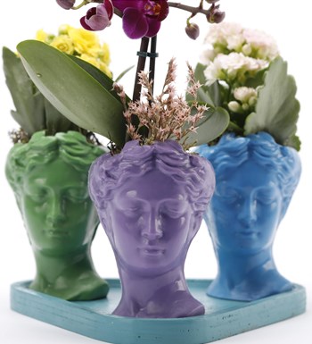 Trio Mini Helen Serisi Mini Orkide ve Kalanchoe Tasarım - Turkuaz Kaide