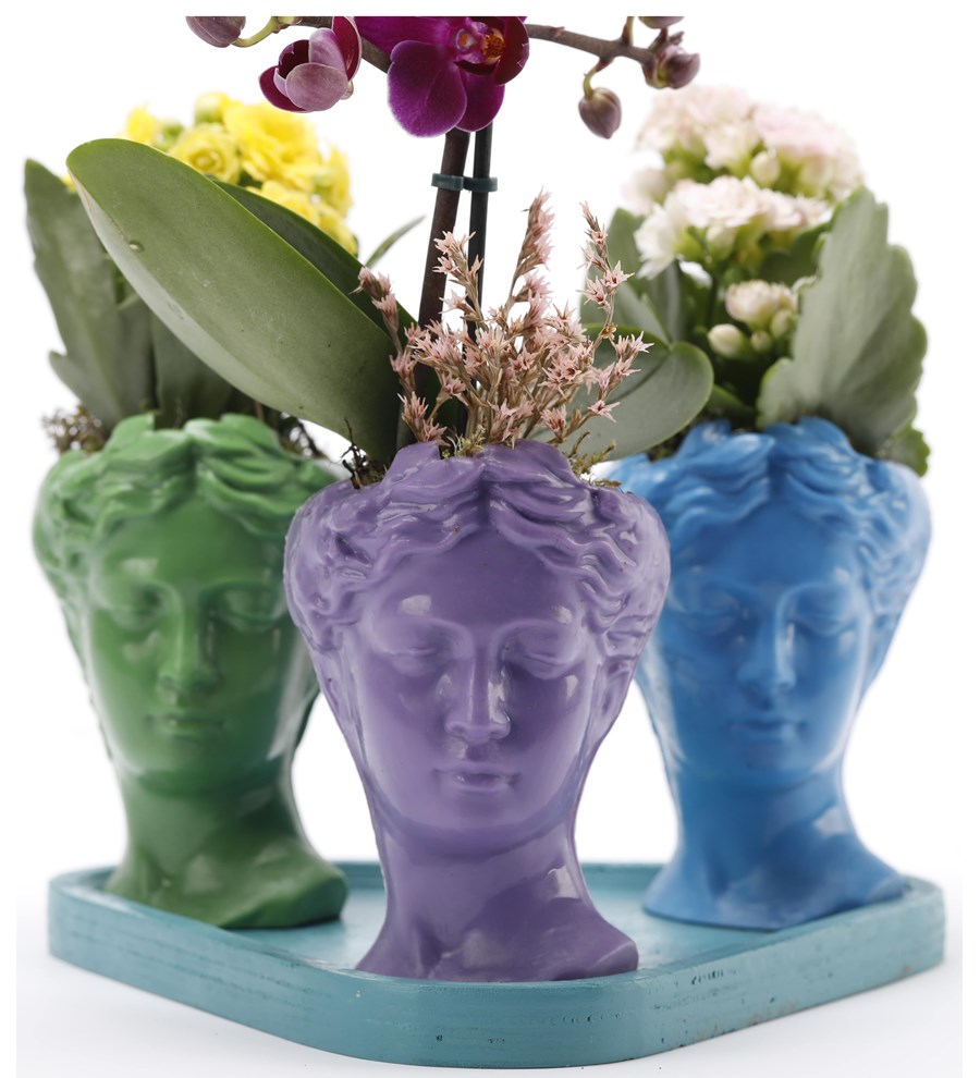 Trio Mini Helen Serisi Mini Orkide ve Kalanchoe Tasarım - Turkuaz Kaide