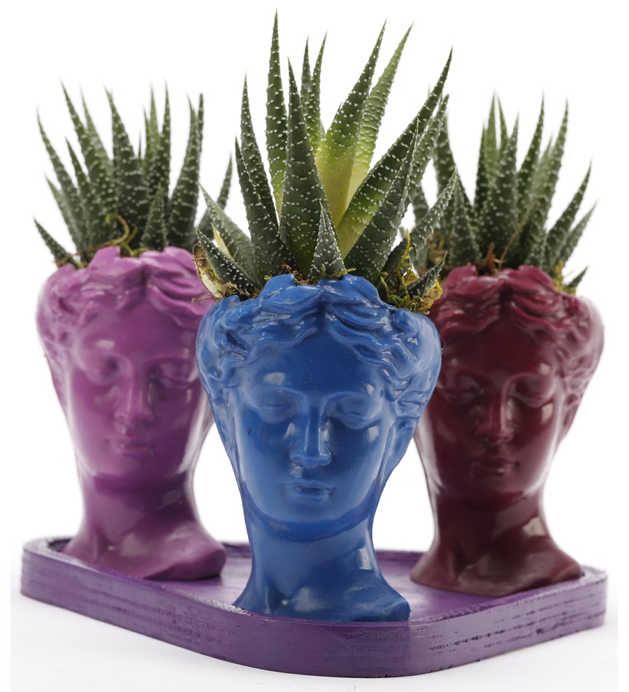 Trio Mini Helen Serisi Haworthia Tasarım - Mor Kaide