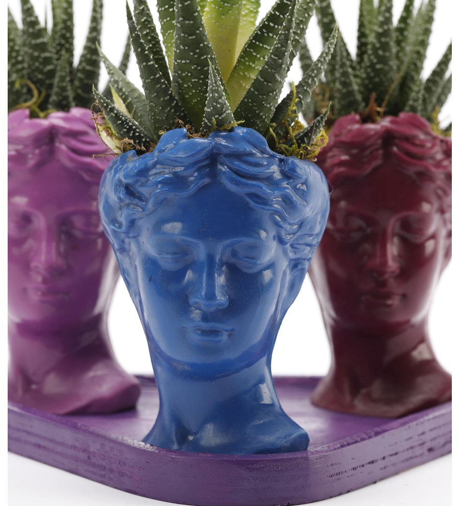 Trio Mini Helen Serisi Haworthia Tasarım - Mor Kaide