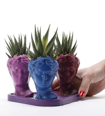 Trio Mini Helen Serisi Haworthia Tasarım - Mor Kaide