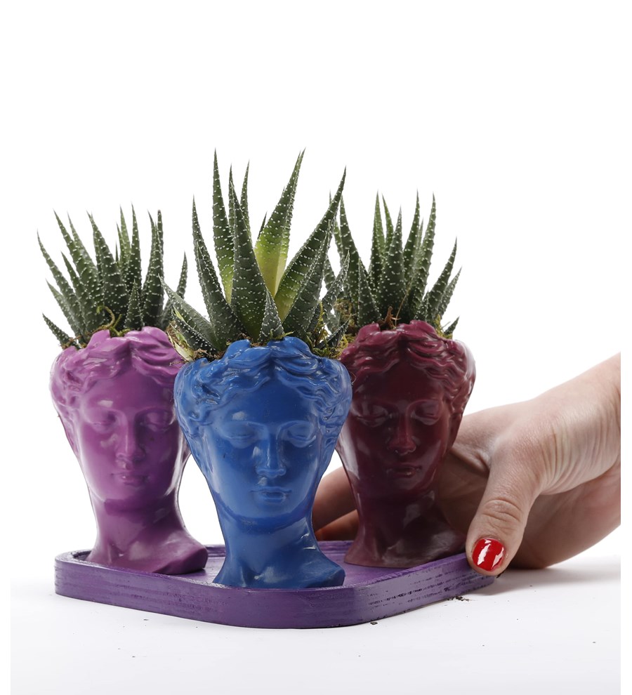 Trio Mini Helen Serisi Haworthia Tasarım - Mor Kaide