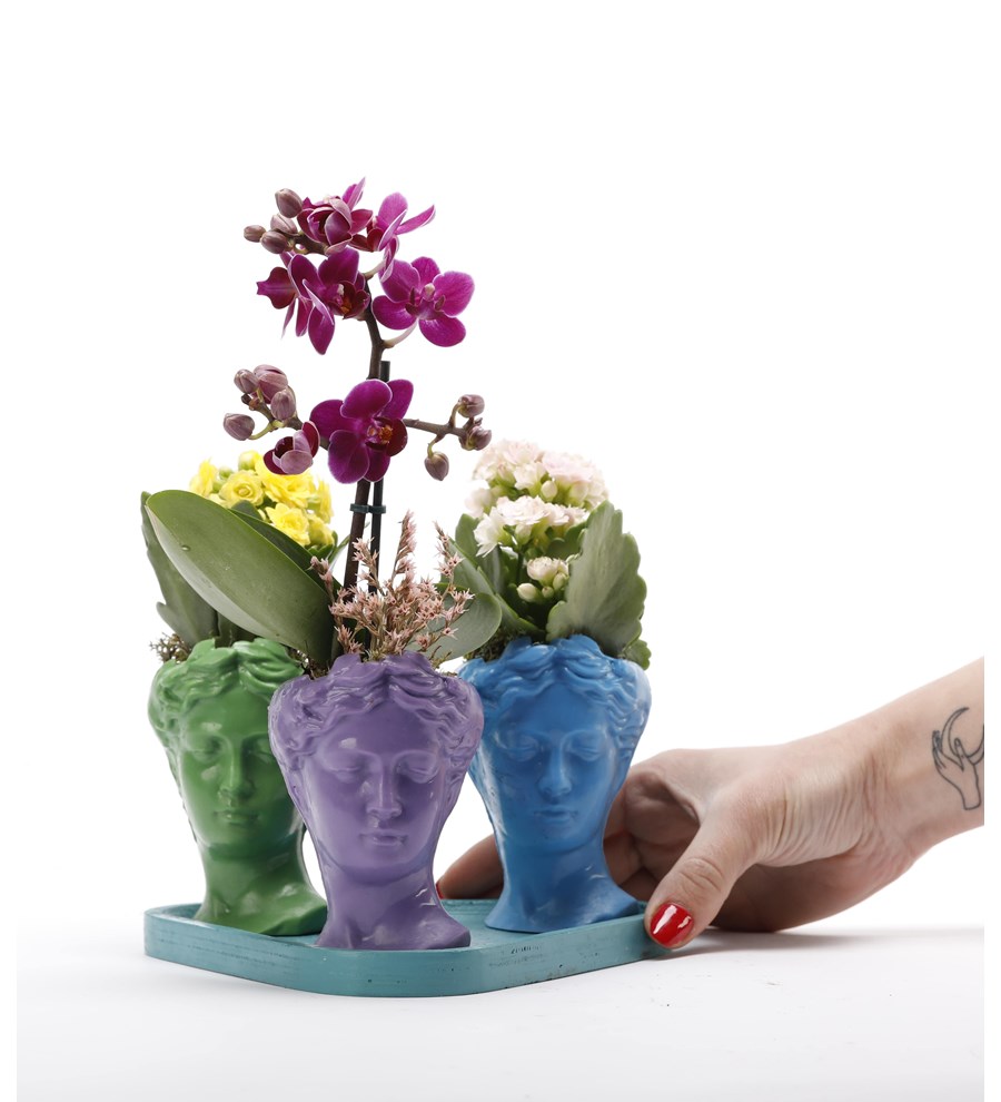 Trio Mini Helen Serisi Mini Orkide ve Kalanchoe Tasarım - Turkuaz Kaide