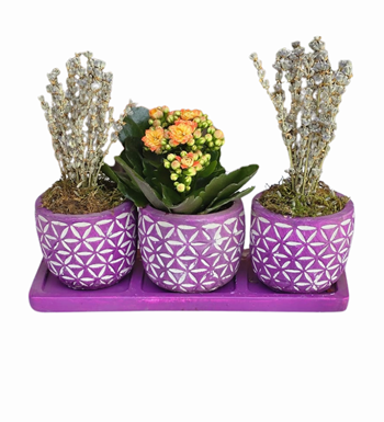 3'lü Mor Beton Saksıda Kalanchoe Ve Lavanta