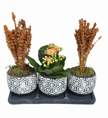 3'lü Siyah Beton Saksıda Kalanchoe Ve Lavanta