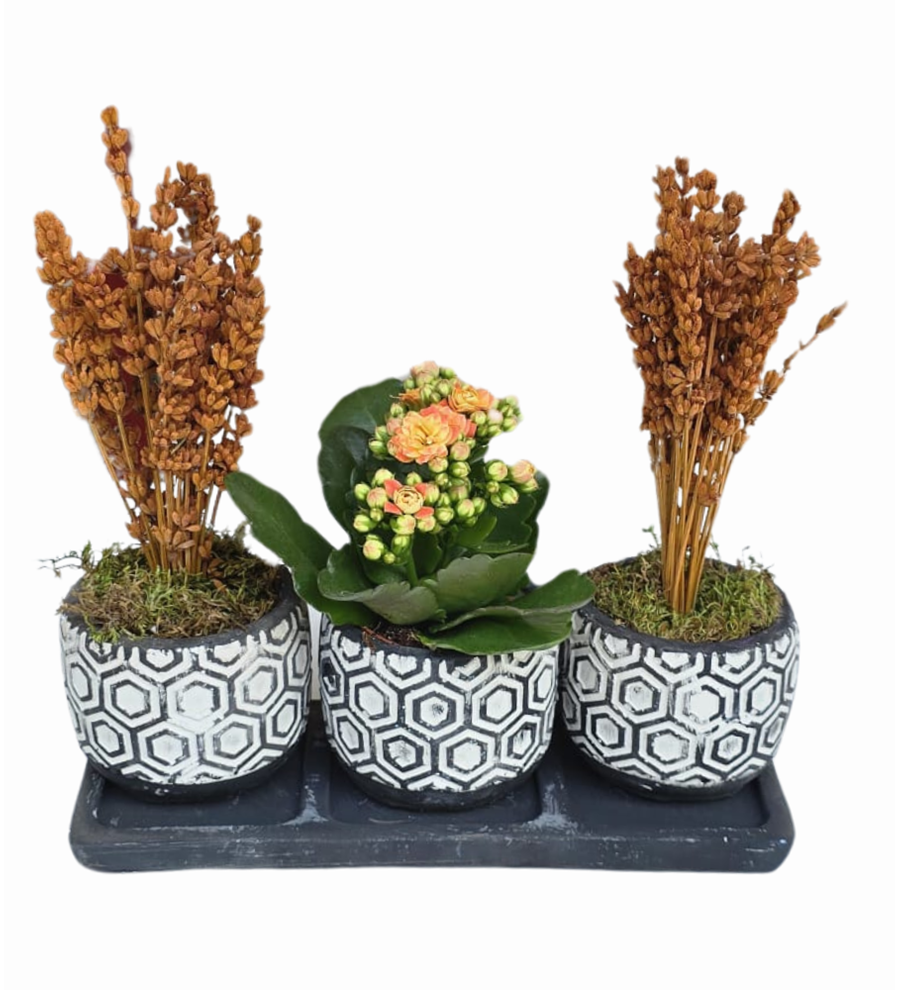 3'lü Siyah Beton Saksıda Kalanchoe Ve Lavanta