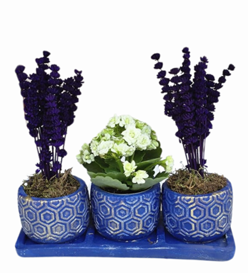 3'lü Mavi Beton Saksıda Kalanchoe Ve Lavanta