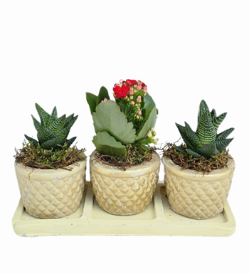 3'lü Krem Beton Saksıda Kalanchoe Ve Howartia