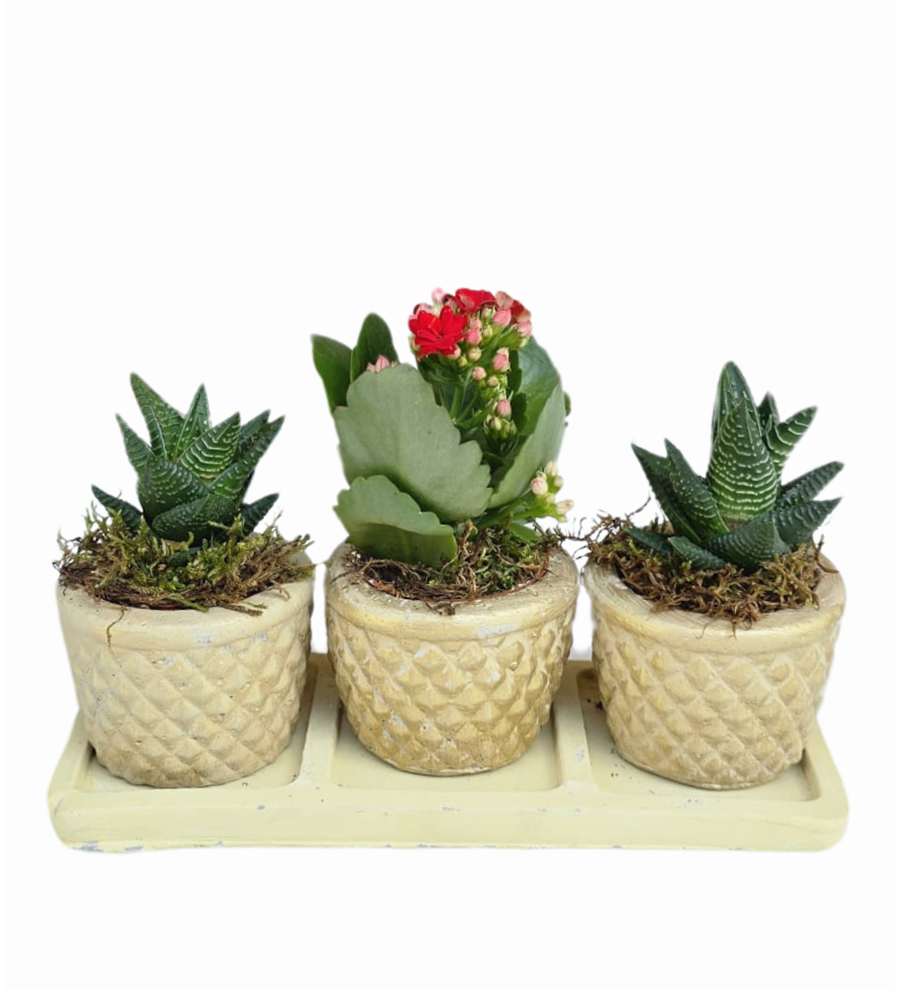3'lü Krem Beton Saksıda Kalanchoe Ve Howartia
