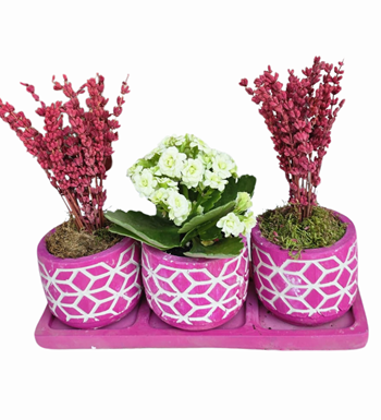 3'lü Beton Mor Saksıda Lavanta Ve Kalanchoe