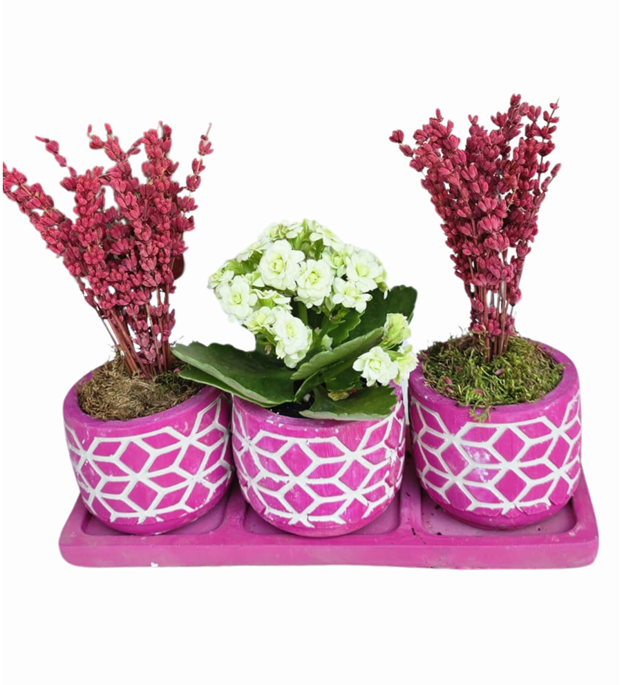 3'lü Beton Mor Saksıda Lavanta Ve Kalanchoe