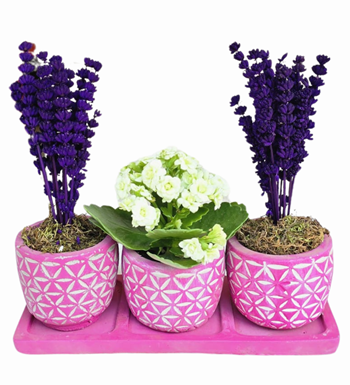 3'lü Kalanchoe Ve Lavanta Beton Saksıda