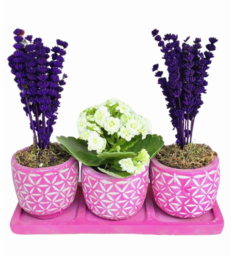 3'lü Kalanchoe Ve Lavanta Beton Saksıda