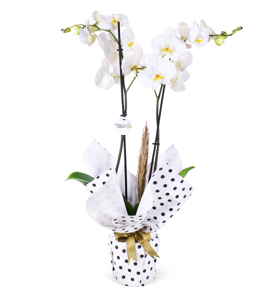 Benekli Ambalajda Çift Dal Beyaz Orkide