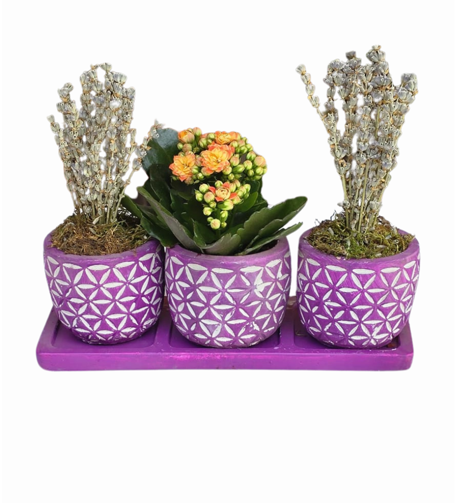 3'lü Mor Beton Saksıda Kalanchoe Ve Lavanta
