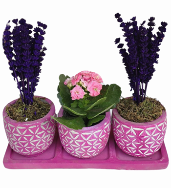 Beton Mor Saksıda Lavanta Ve Kalanchoe 3'lü