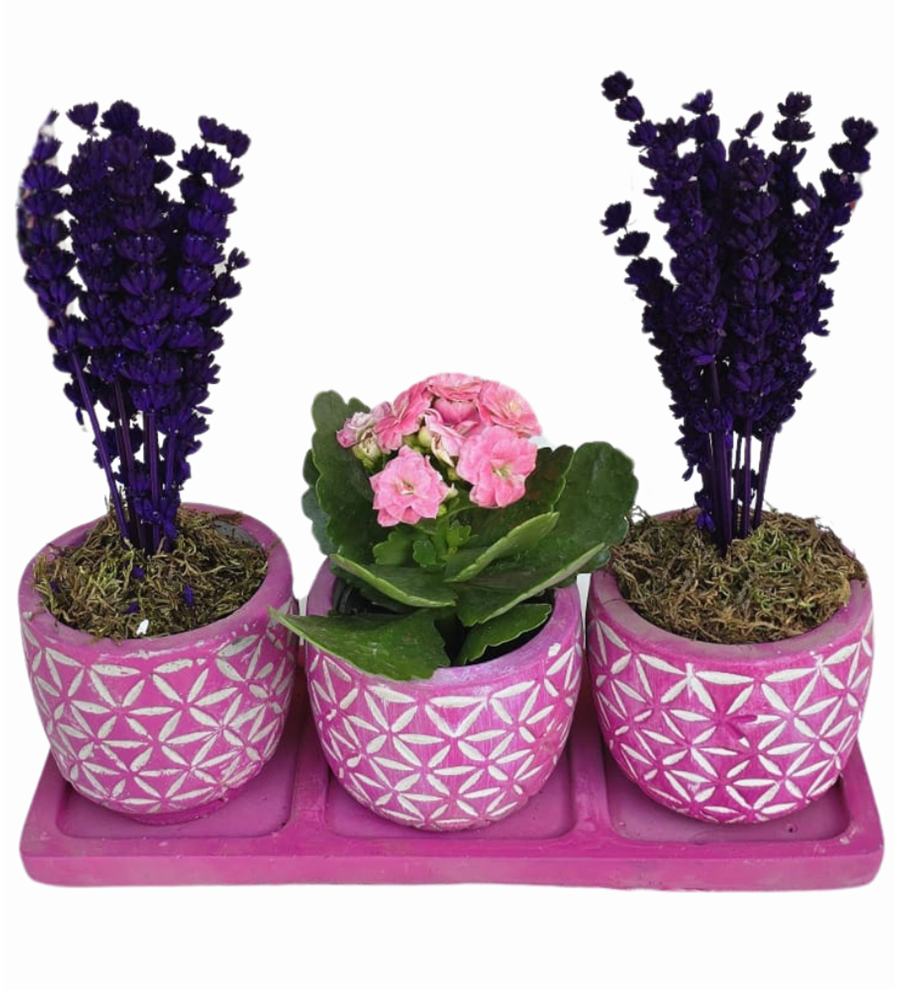 Beton Mor Saksıda Lavanta Ve Kalanchoe 3'lü