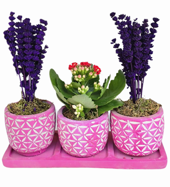Beton Saksıda 3'lü Kalanchoe Ve Lavanta