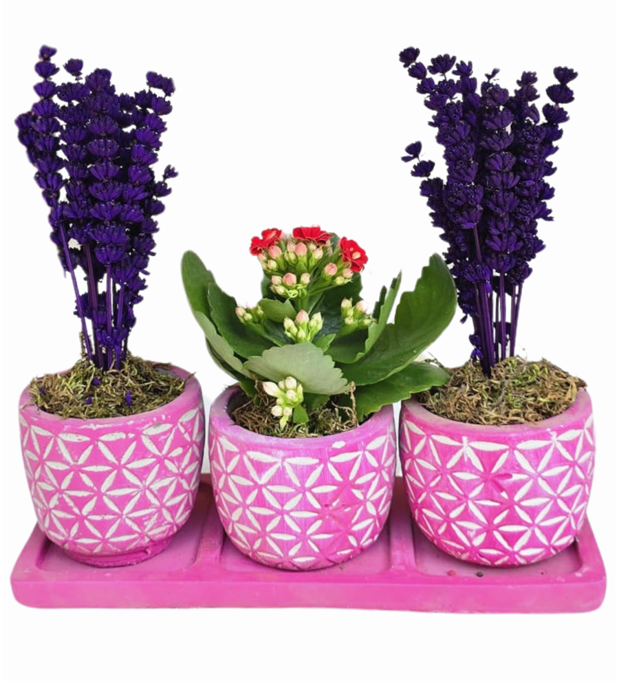 Beton Saksıda 3'lü Kalanchoe Ve Lavanta