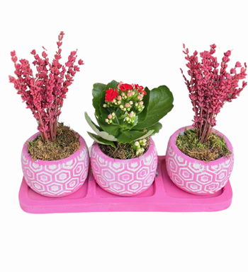 3'lü Pembe Beton Saksıda Lavanta Ve Kalanchoe