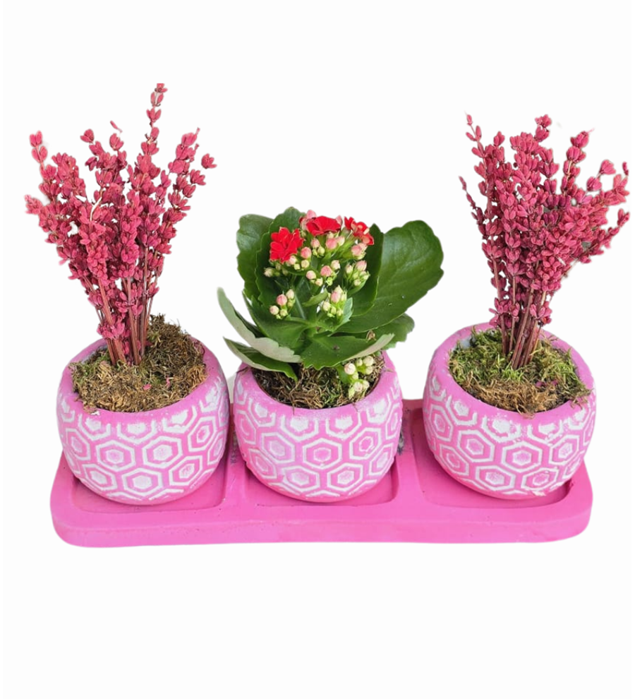 3'lü Pembe Beton Saksıda Lavanta Ve Kalanchoe