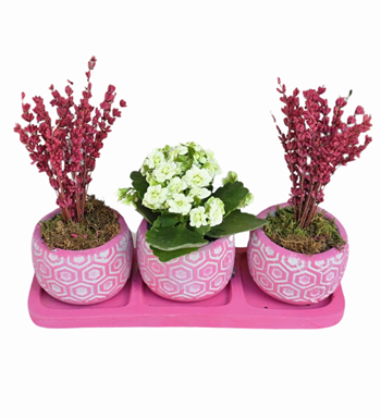 Lavanta Ve Kalanchoe 3'lü Beton Saksıda