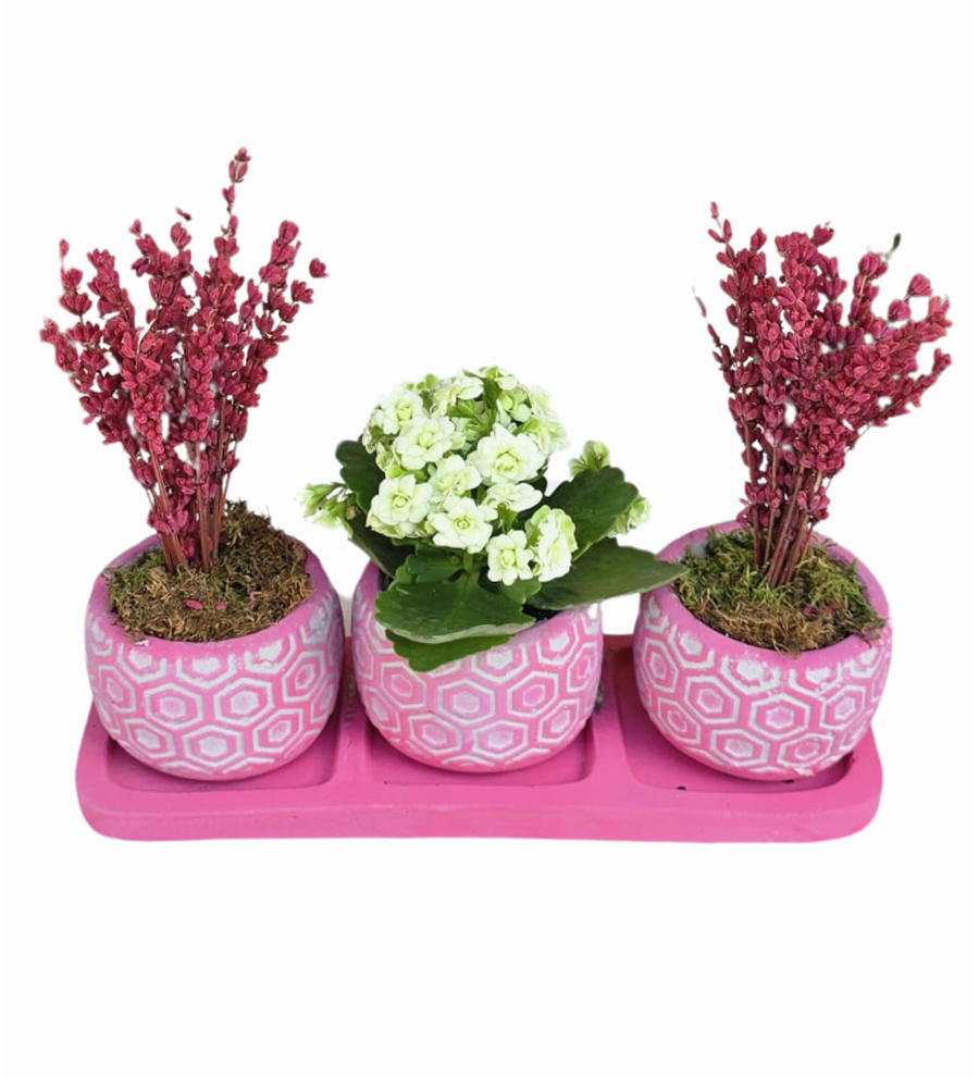 Lavanta Ve Kalanchoe 3'lü Beton Saksıda