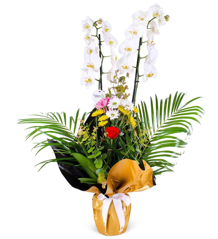 Çift Dal Beyaz Orkide Fenix Aranjmanı