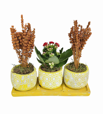 3'lü Sarı Beton Saksıda Kalanchoe Ve Lavanta
