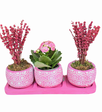 3'lü Beton Saksıda Kalanchoe ve Lavanta