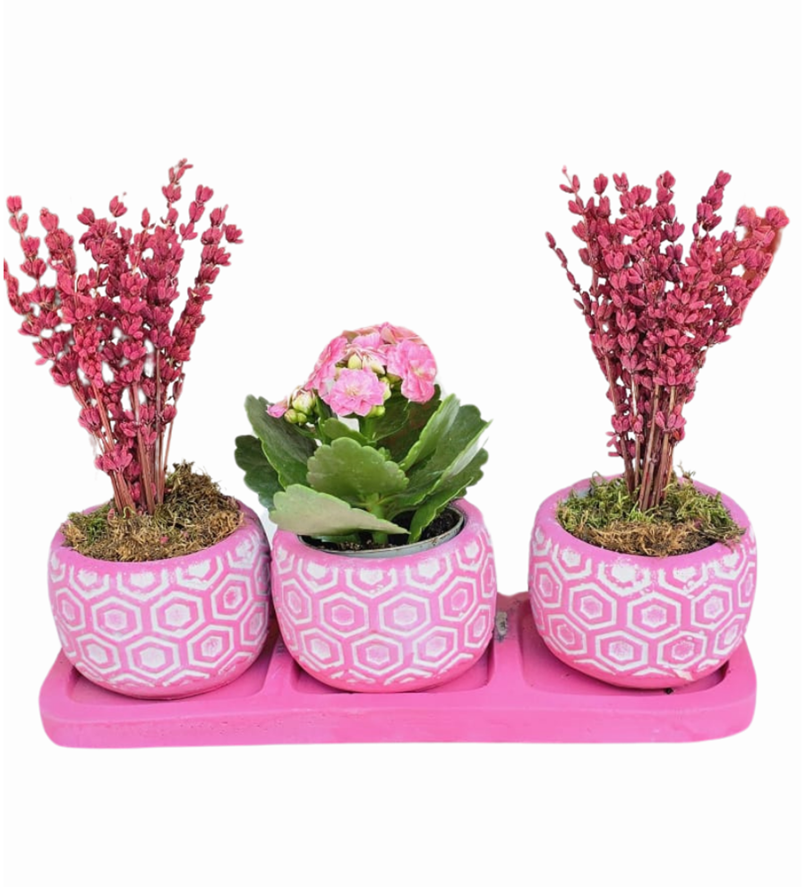 3'lü Beton Saksıda Kalanchoe ve Lavanta