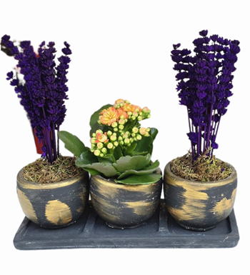 Beton Saksıda Kalanchoe Ve Lavanta 3'lü