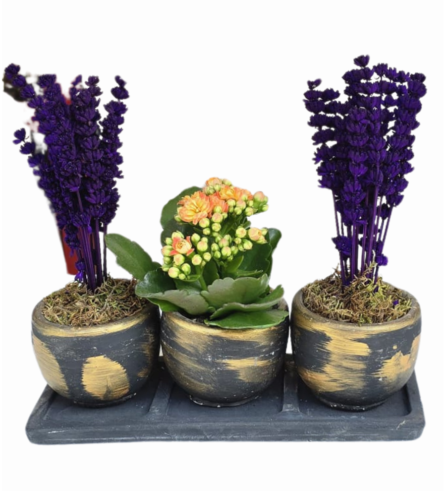 Beton Saksıda Kalanchoe Ve Lavanta 3'lü