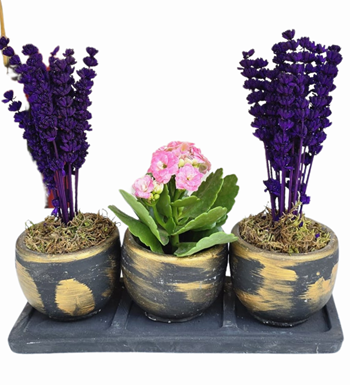 Beton 3'lü Saksıda Kalanchoe Ve Lavanta