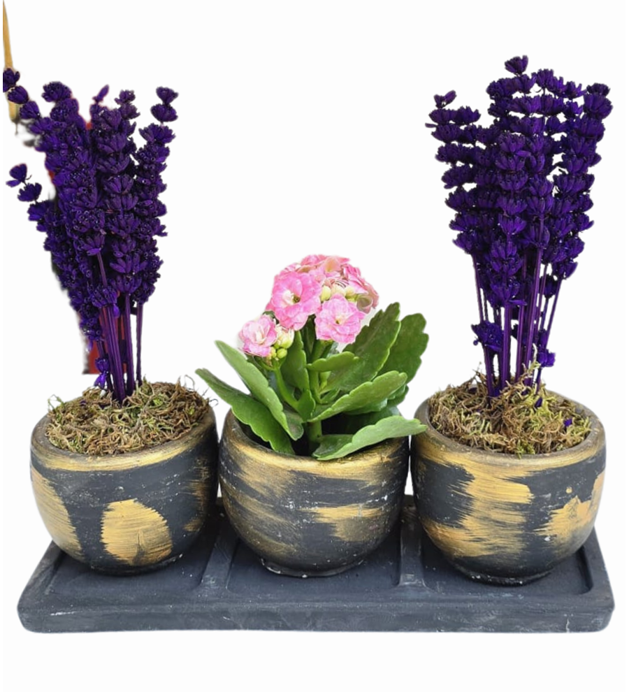 Beton 3'lü Saksıda Kalanchoe Ve Lavanta
