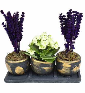 3'lü Beton Saksıda Lavanta Ve Kalanchoe