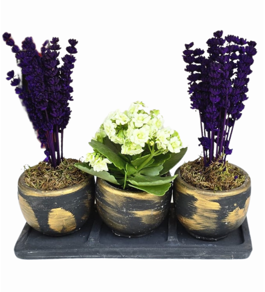 3'lü Beton Saksıda Lavanta Ve Kalanchoe