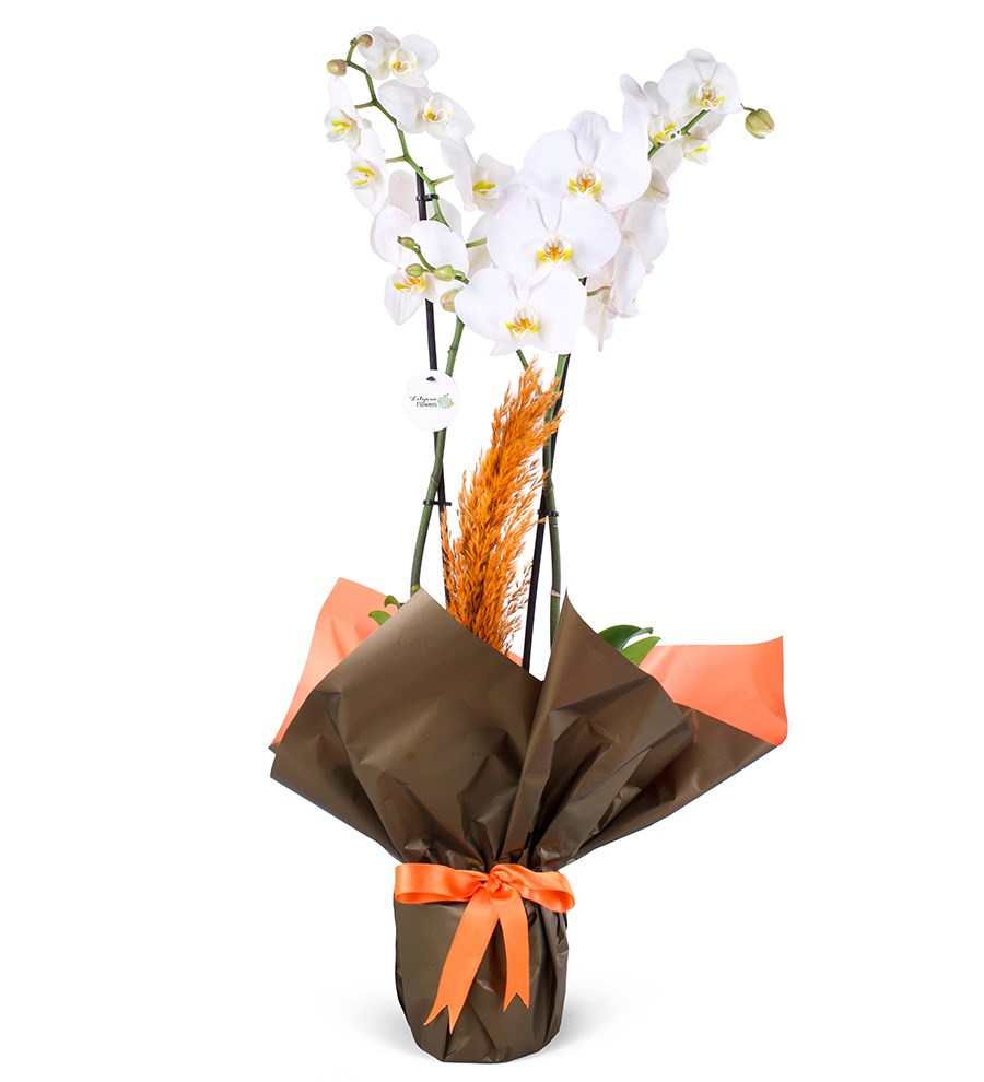 Beyaz Orkide Aranjmanı