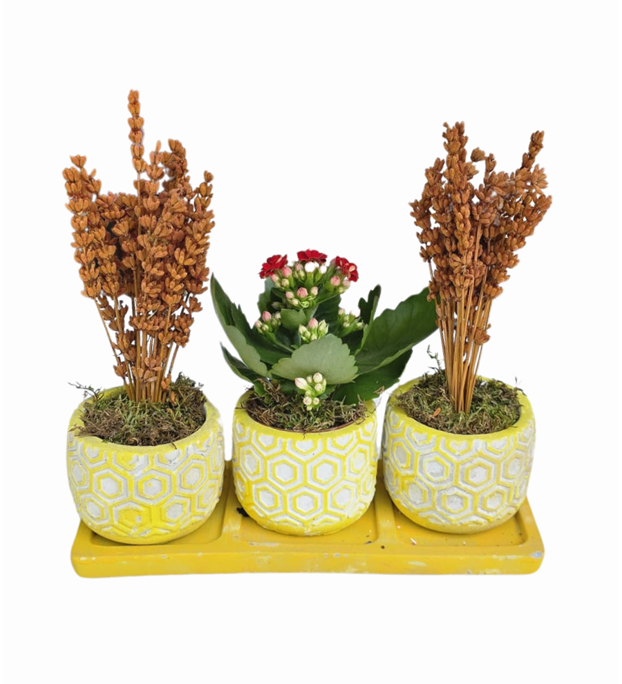 3'lü Sarı Beton Saksıda Kalanchoe Ve Lavanta