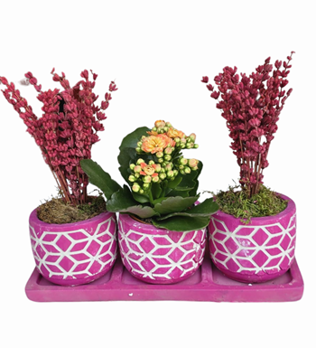 Mor Beton Saksıda Kalanchoe ve Lavanta 3'lü