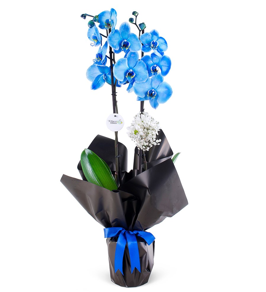 Siyah Ambalajda Çiftli Mavi Orkide