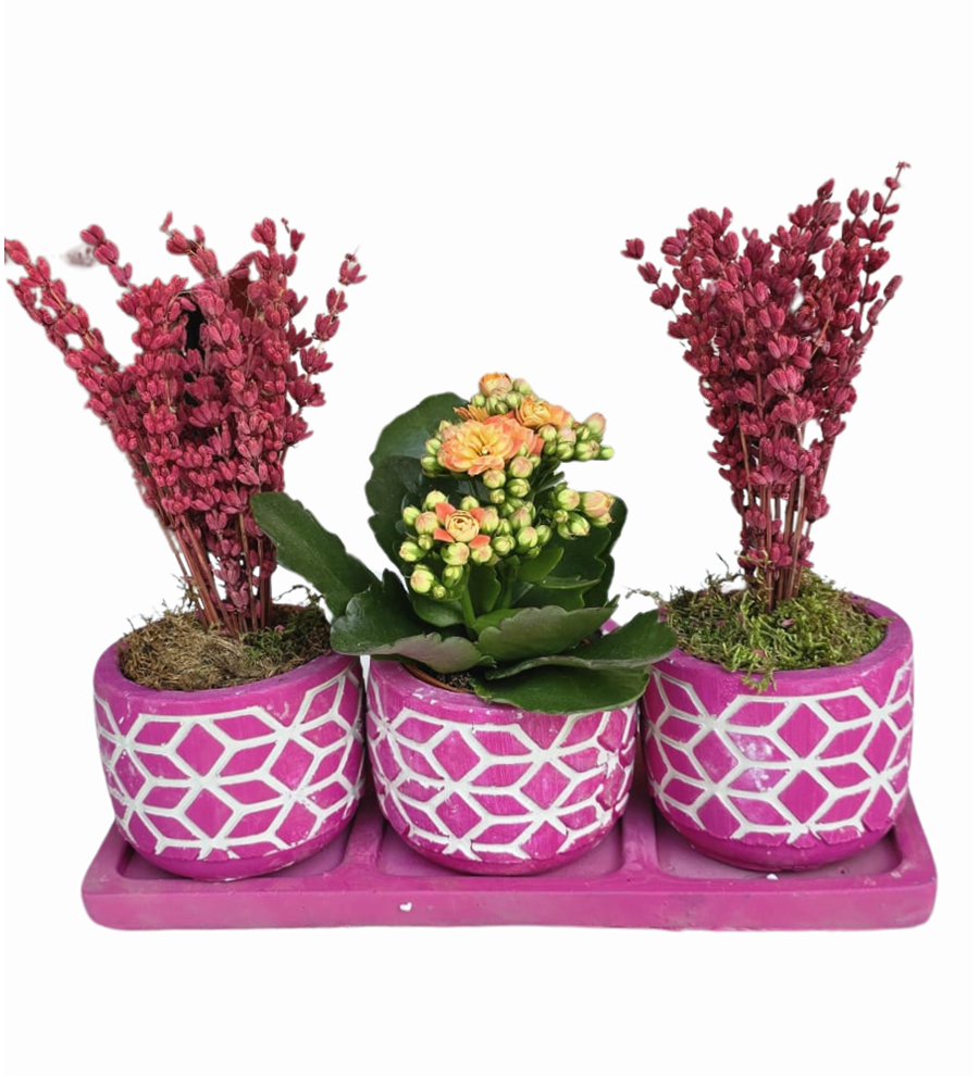 Mor Beton Saksıda Kalanchoe ve Lavanta 3'lü