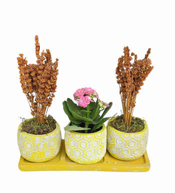 Kalanchoe Ve Lavanta 3'lü Beton Saksıda
