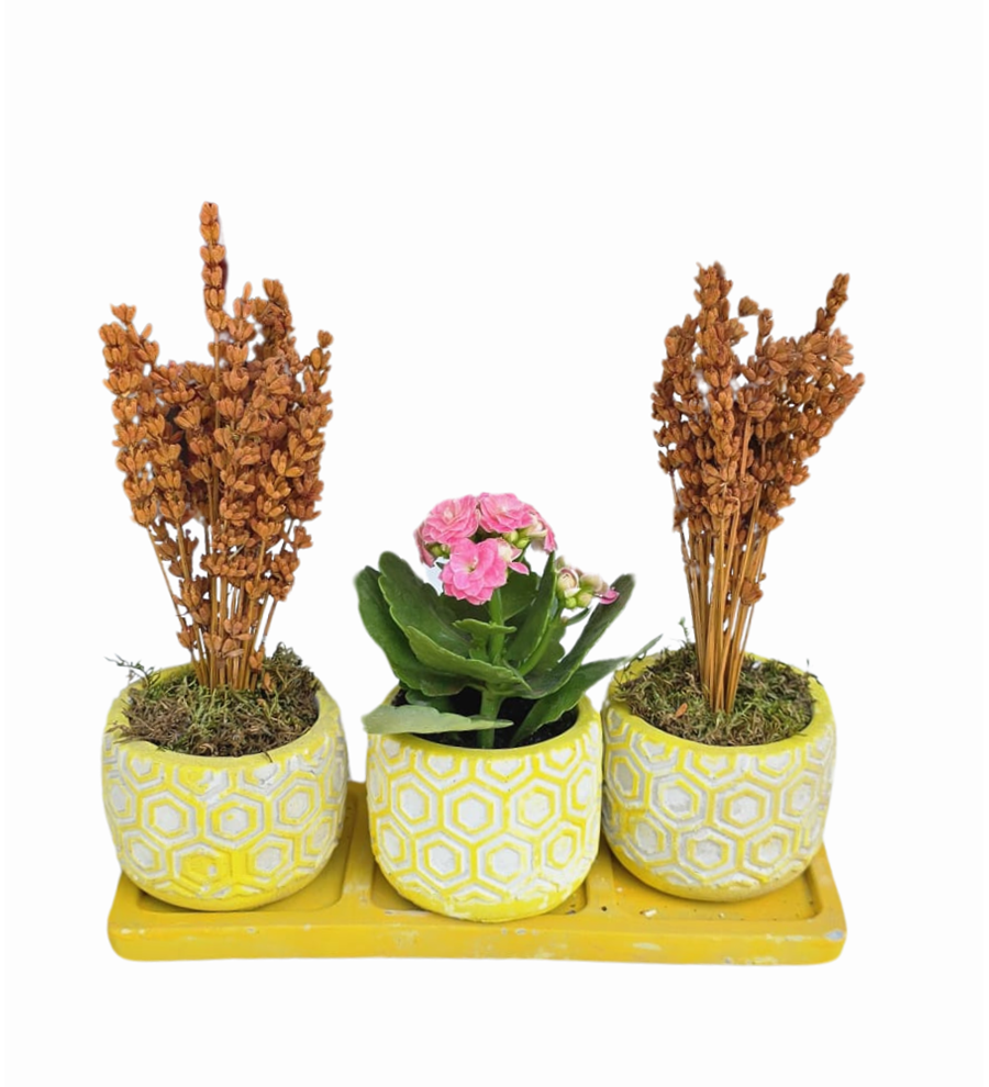 Kalanchoe Ve Lavanta 3'lü Beton Saksıda